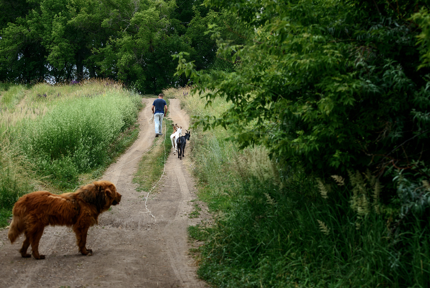 Сельская зарисовка...