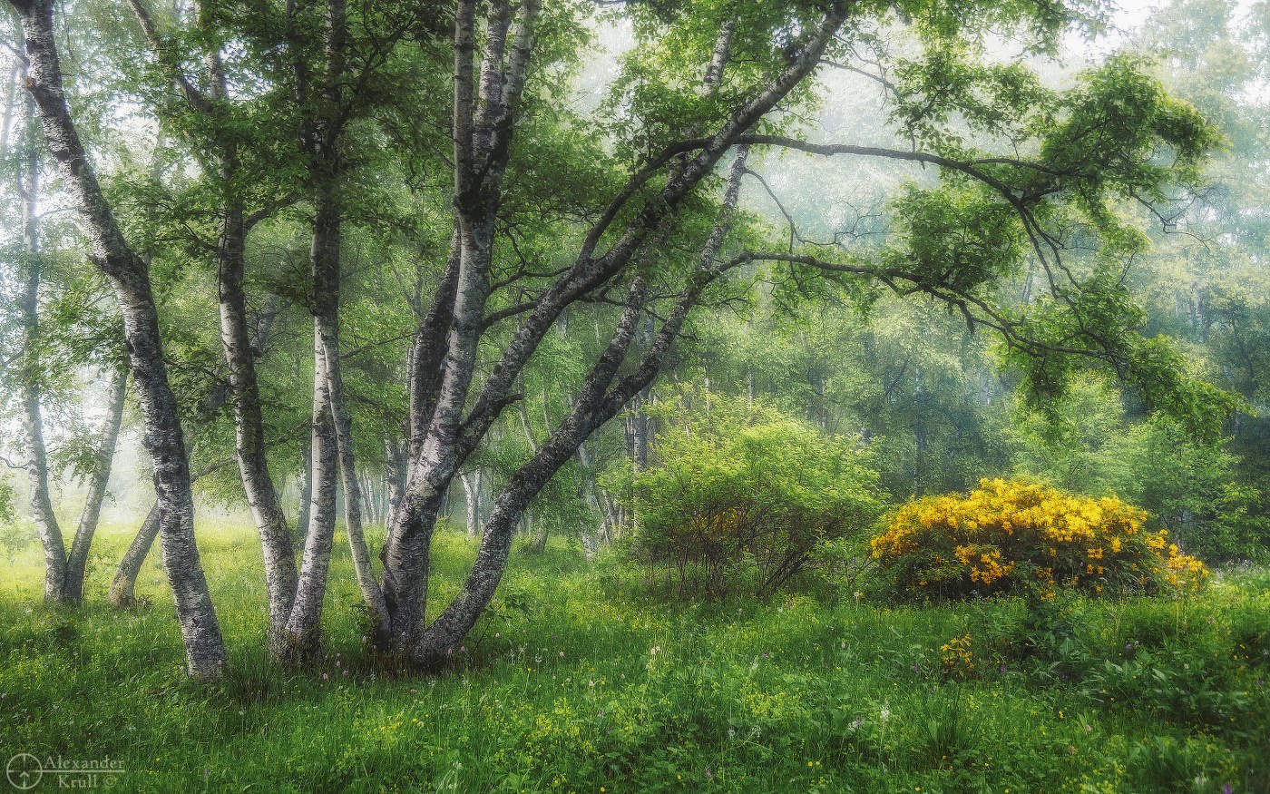 В туманной дрёме