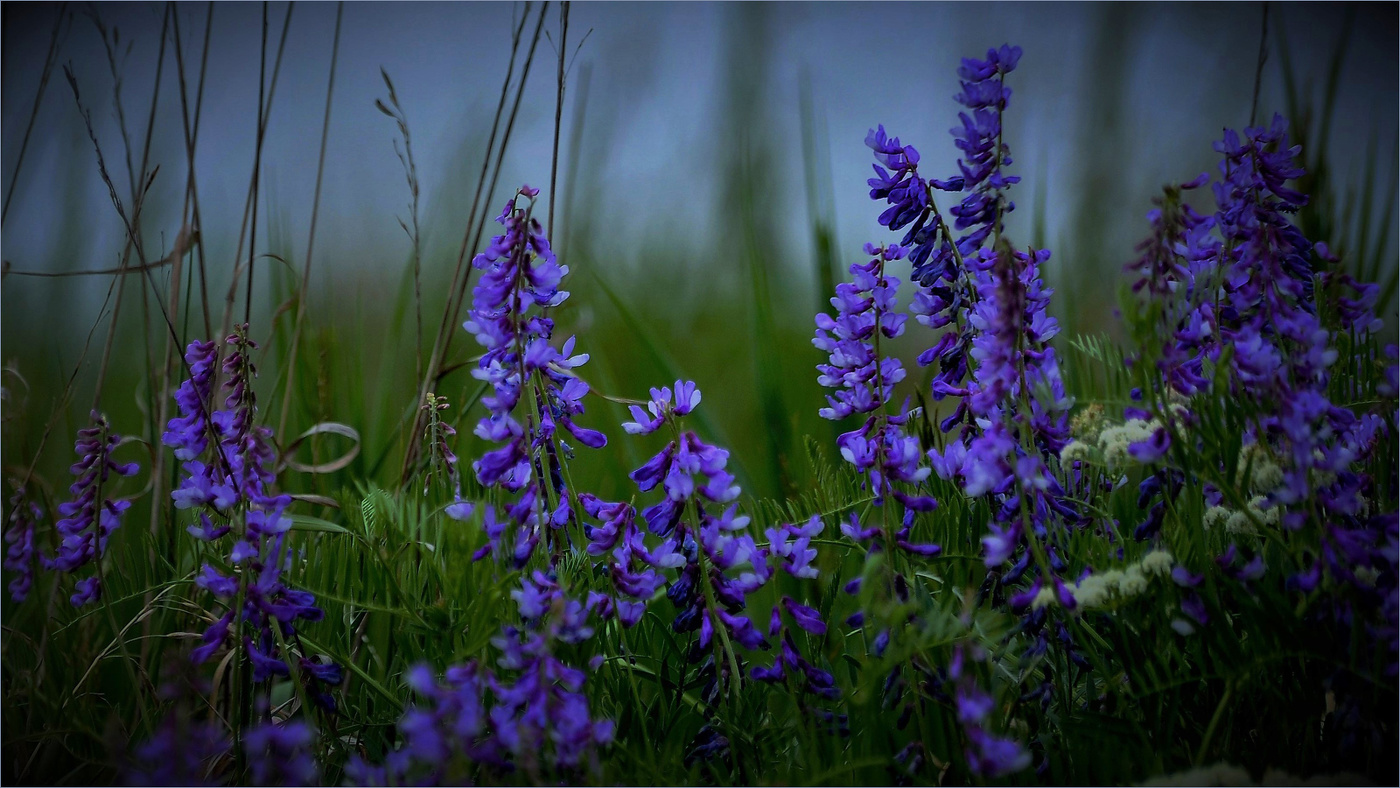 Вечерняя вика