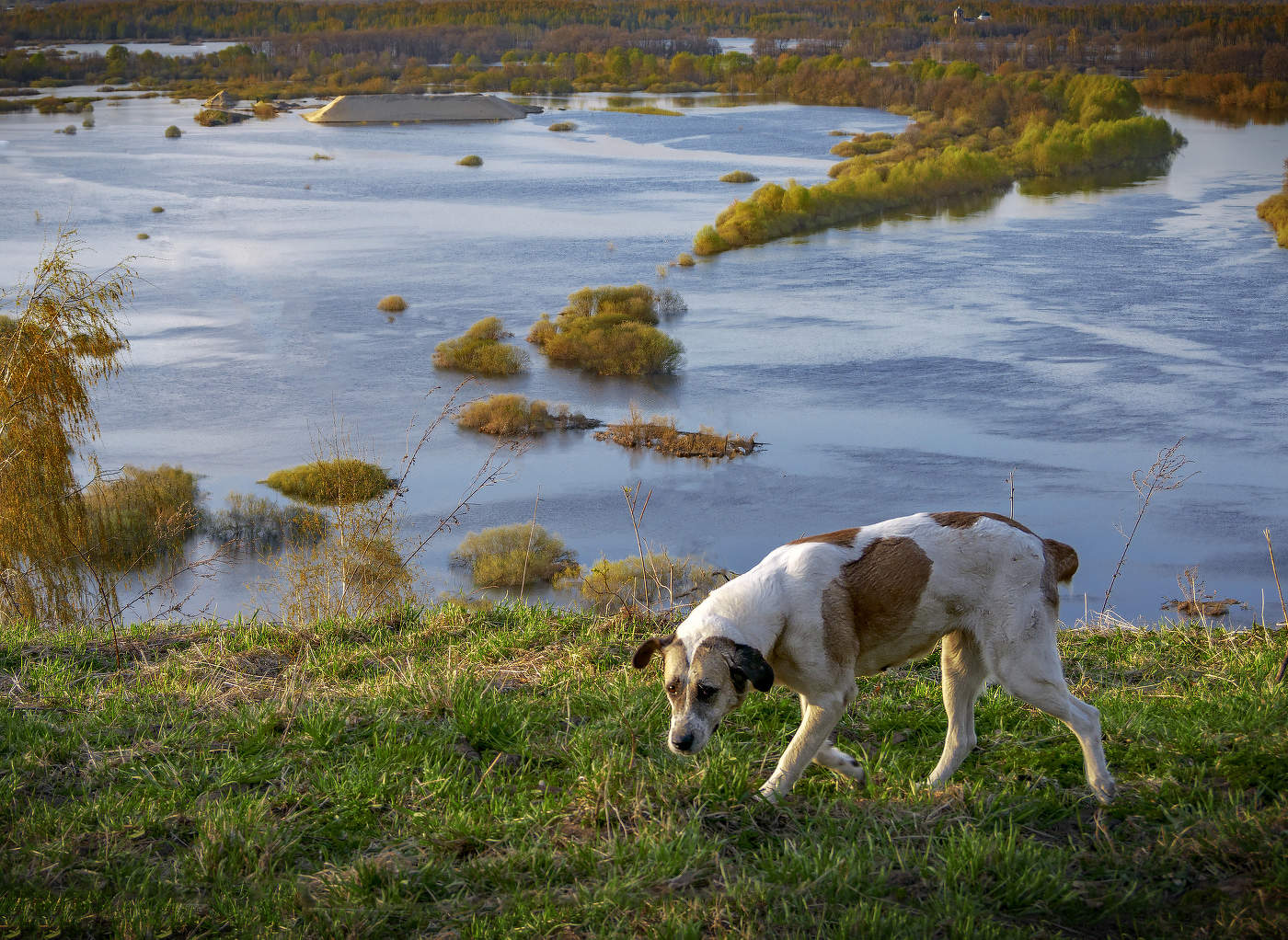 Пейзаж с собакой