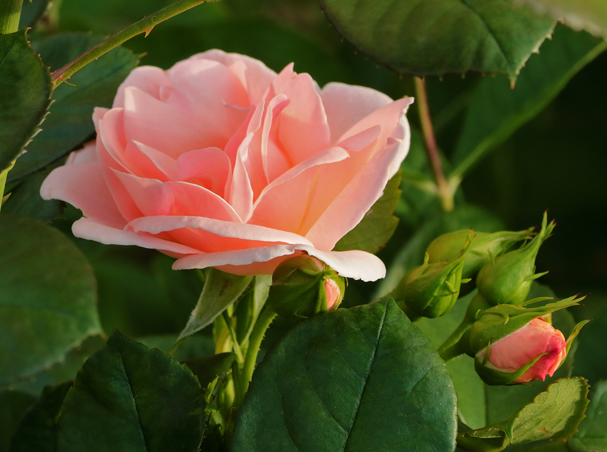 Мисс Нежность