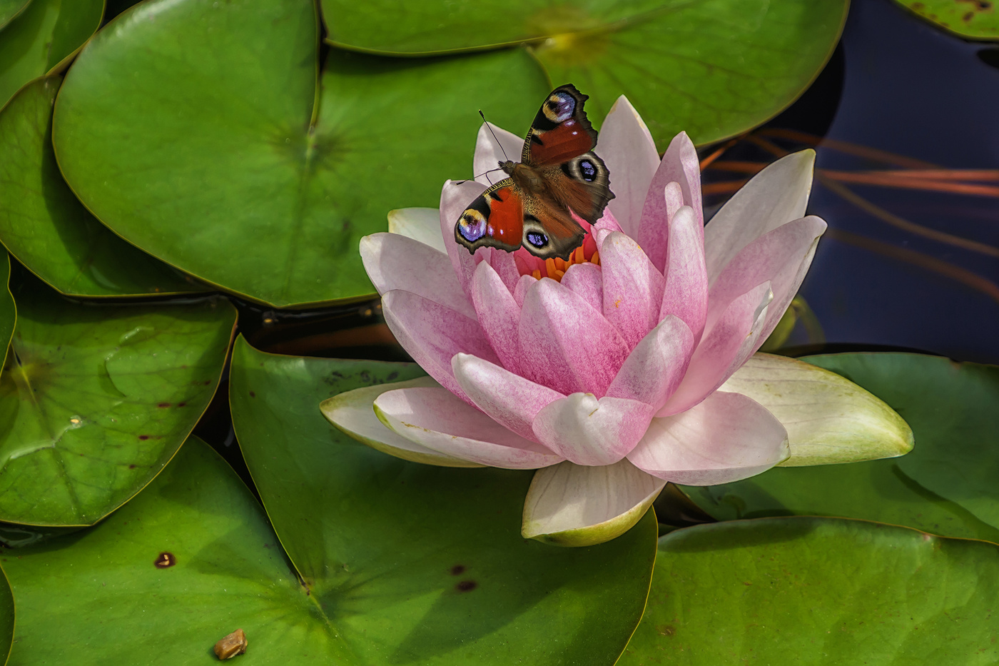 Озерные красавицы