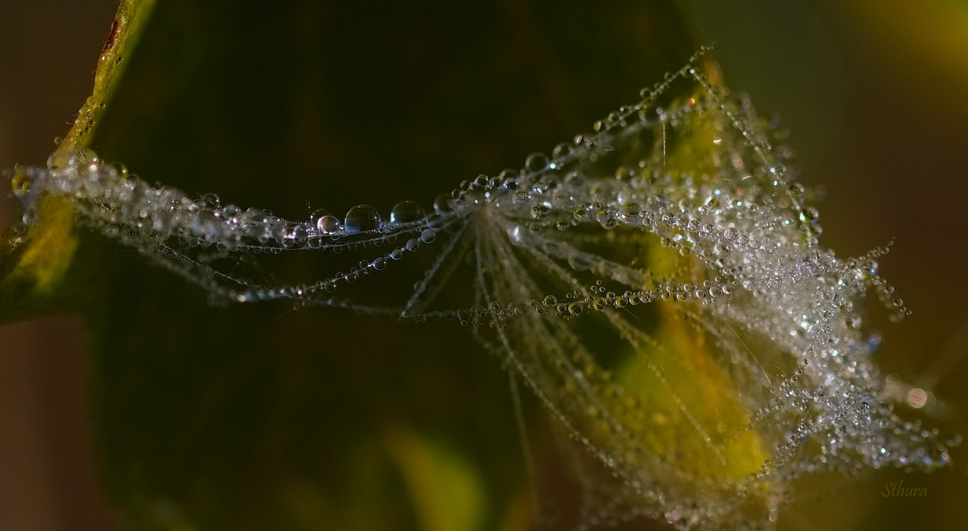 Росинки на пушинке.