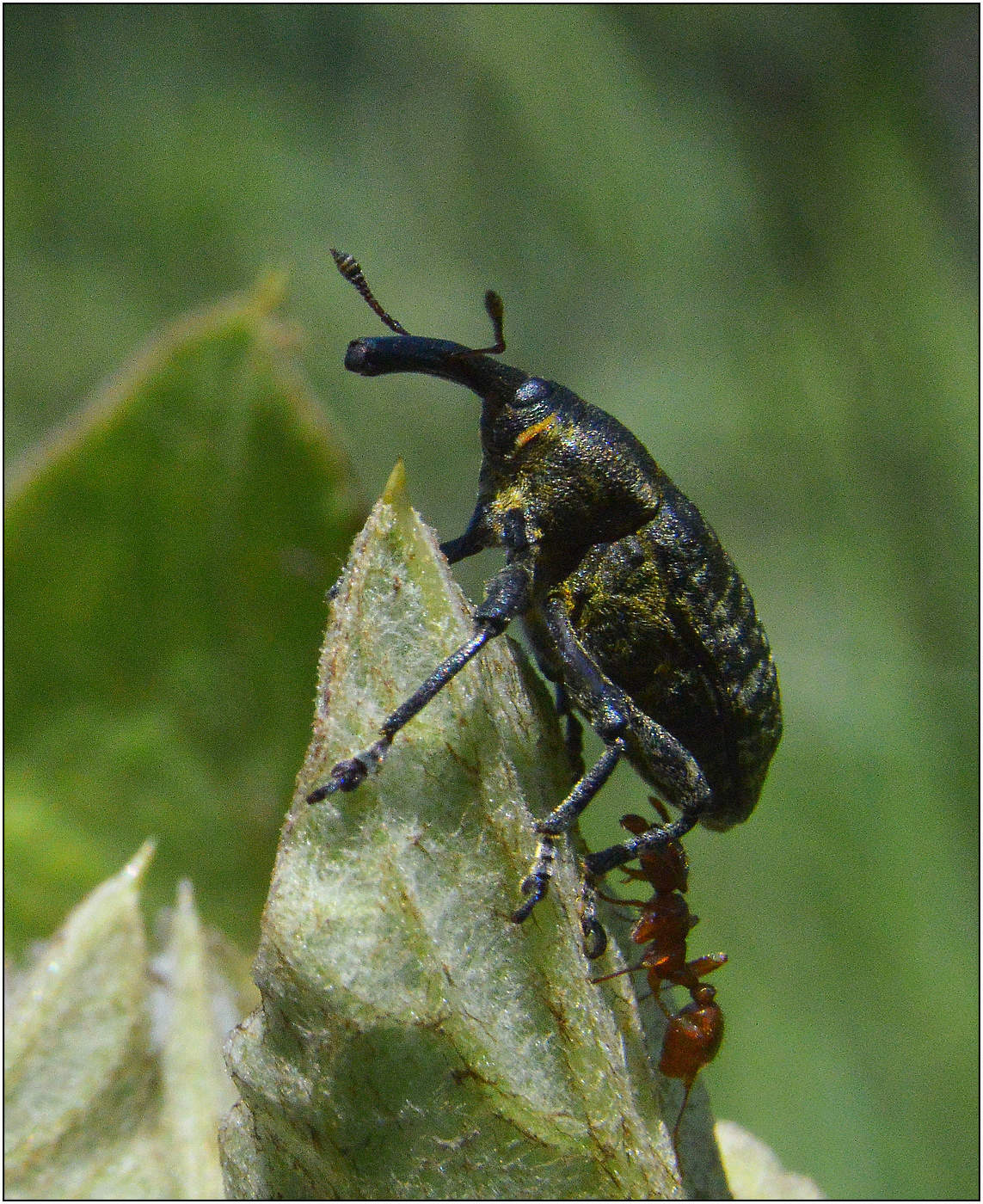 Друг всегда рядом.