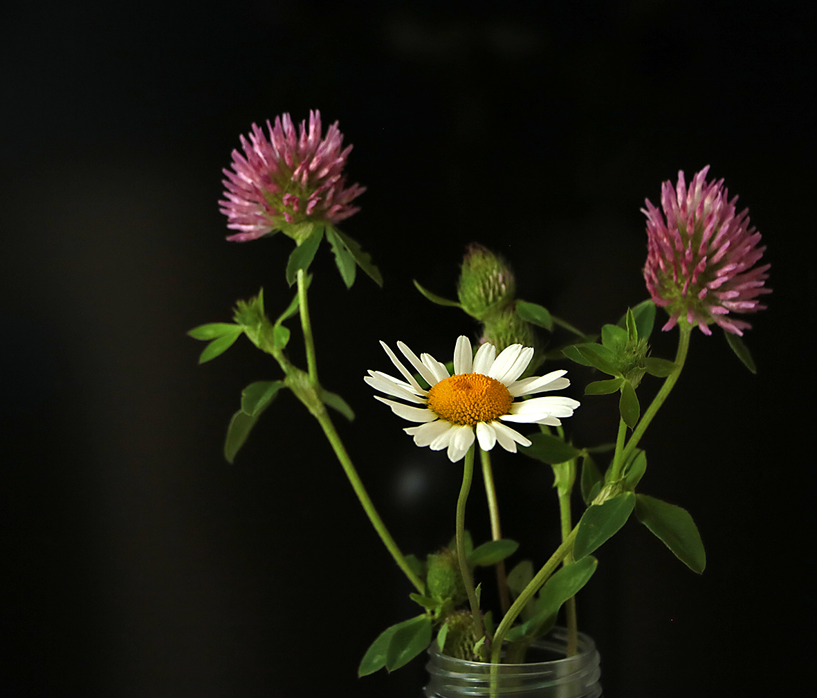 Красавица под охраной