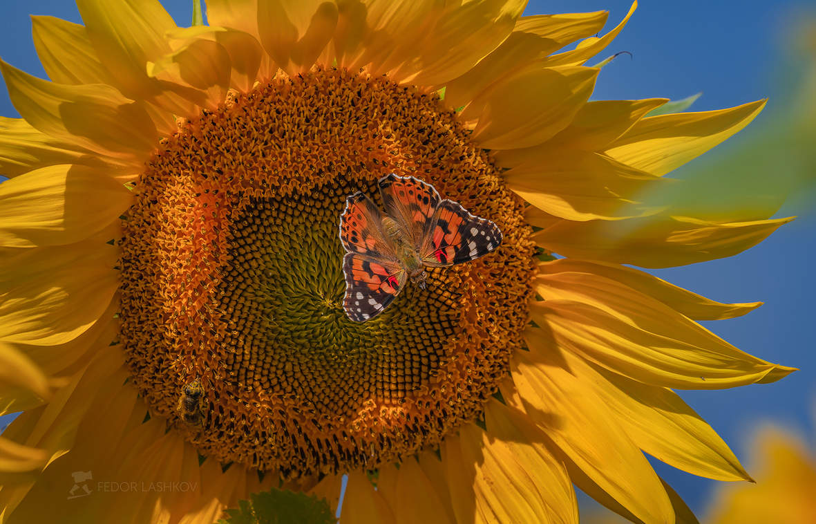 Бабочка и подсолнух