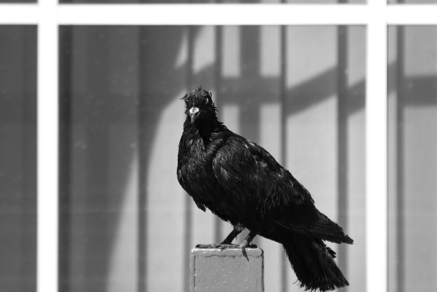 портрет отважного