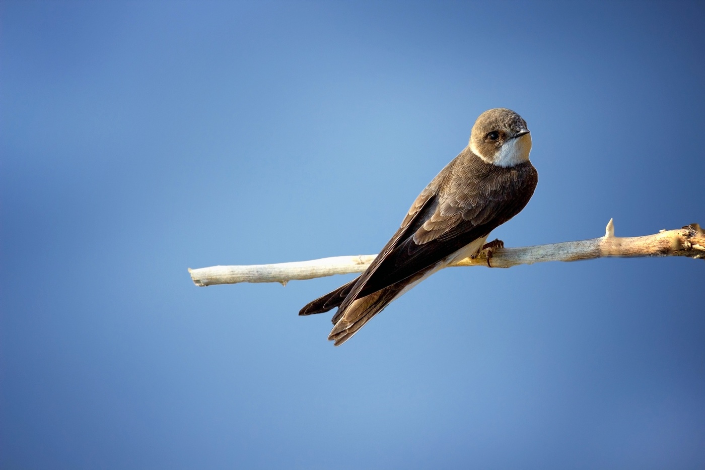 Ласточка береговая