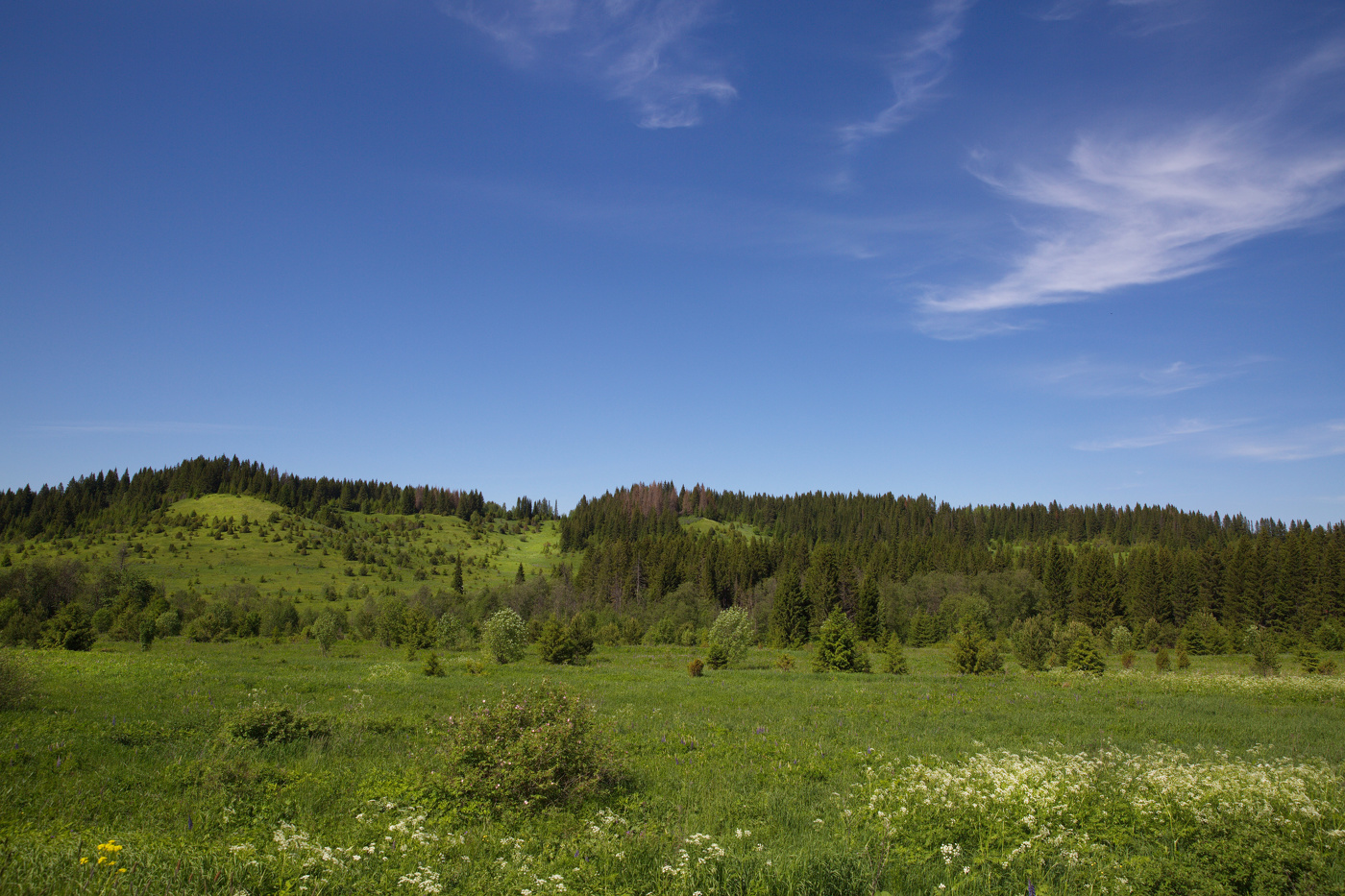 Летний пейзаж