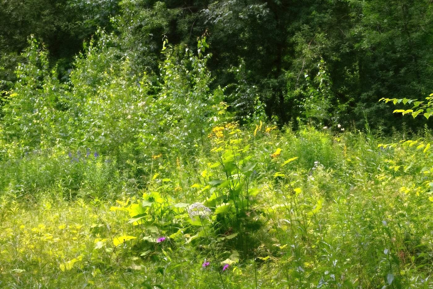 Летний букет