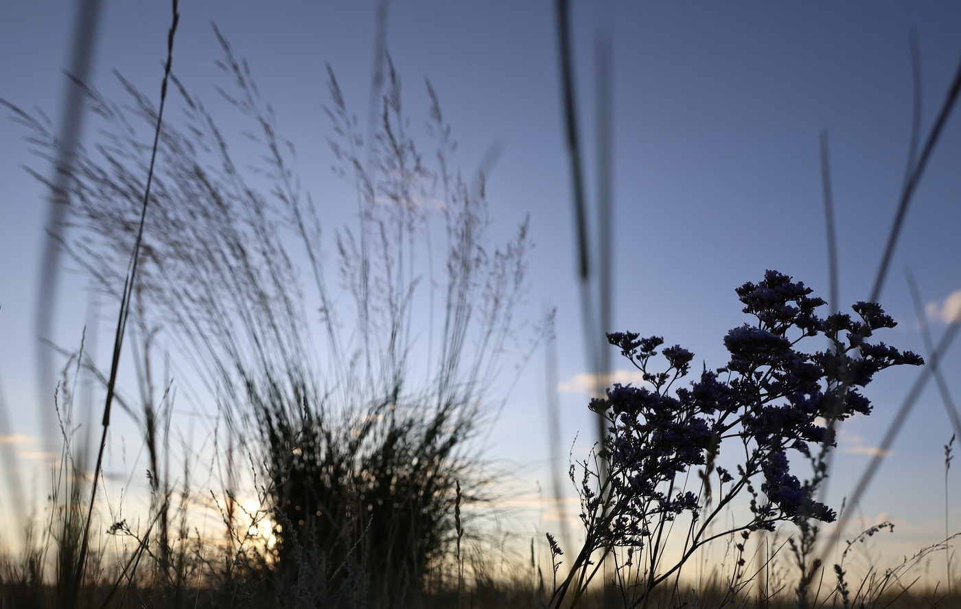 Степь да степь