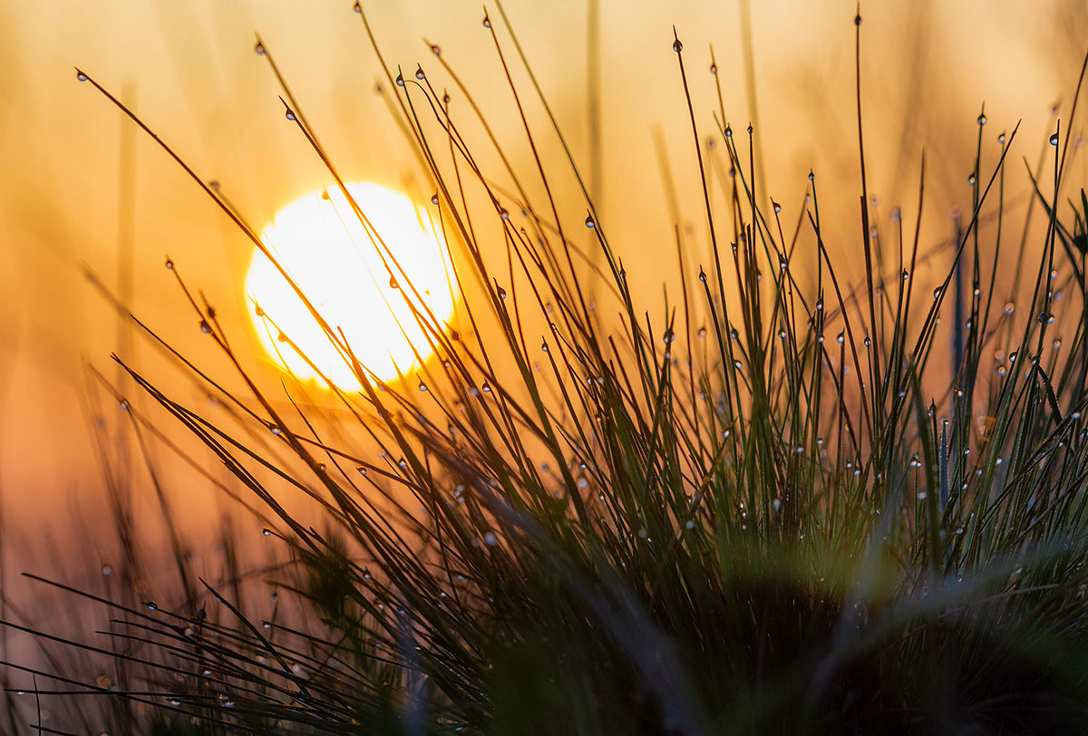 Росное утро