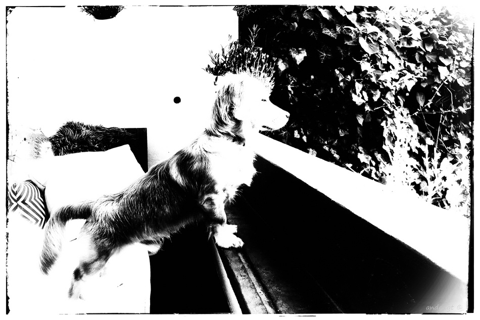 Немо - друг индейцев