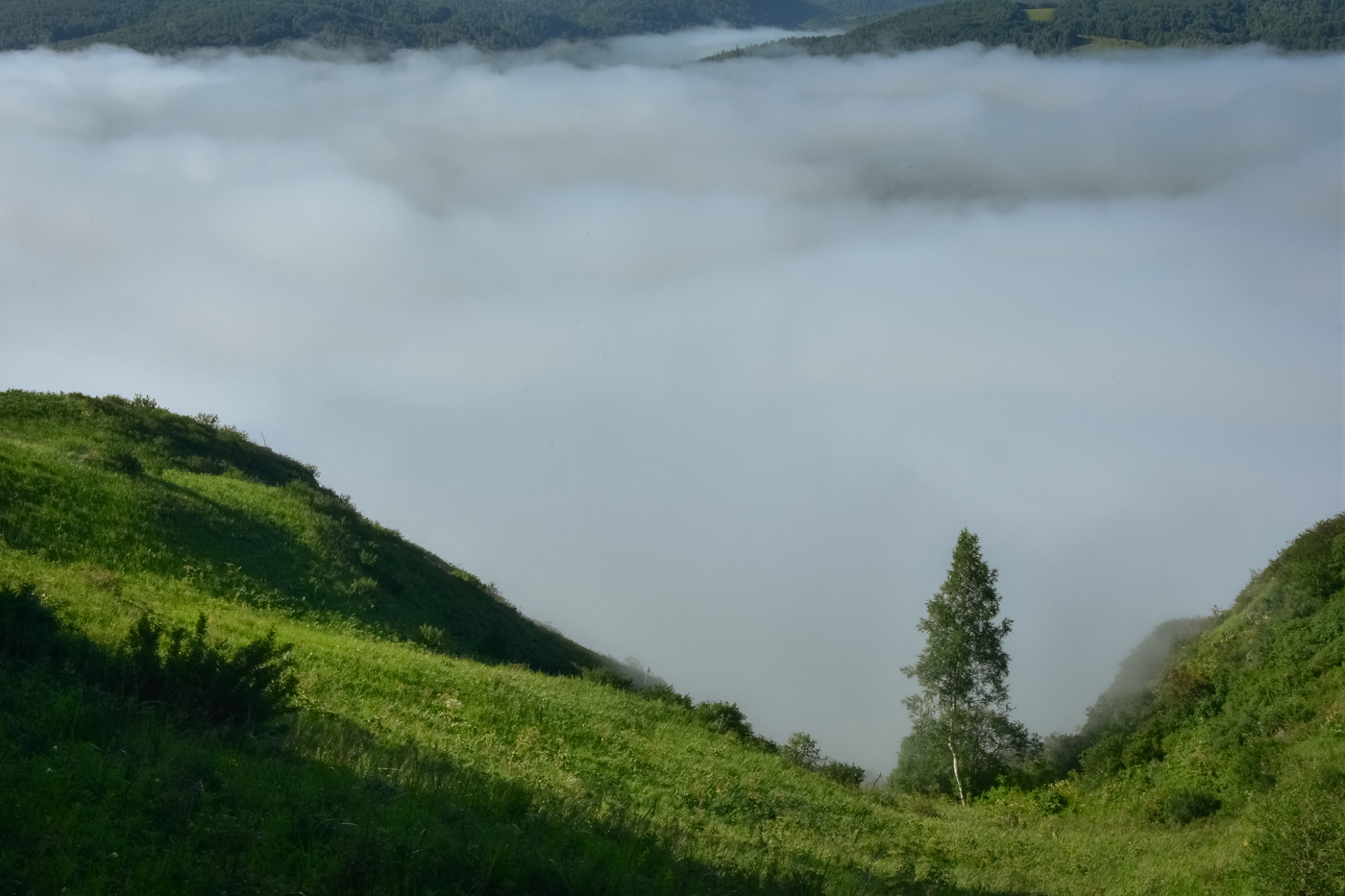 Берёза на утёсе и туманные дали