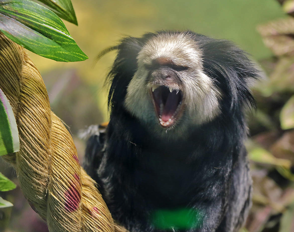 Возмущению нет предела!