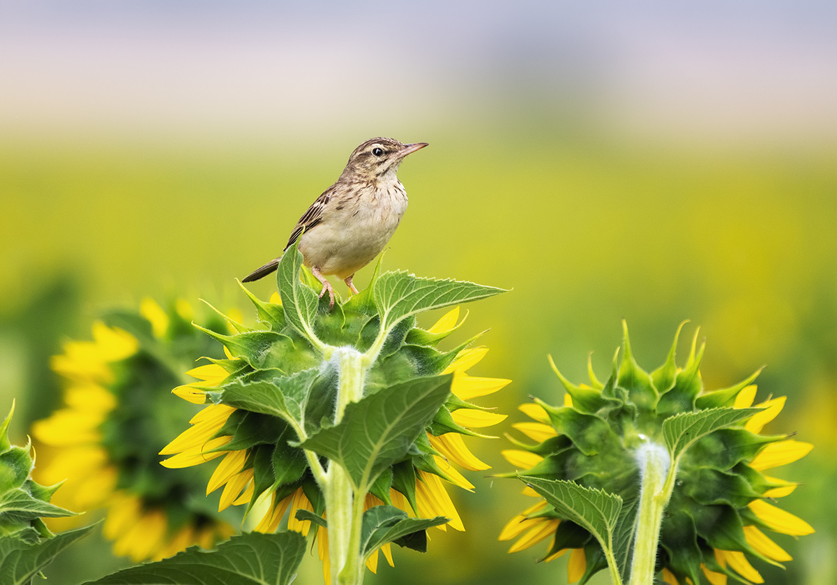 Полевой конек