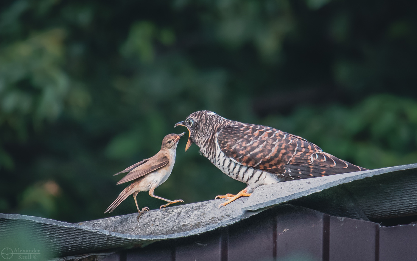 Выкормить проглота