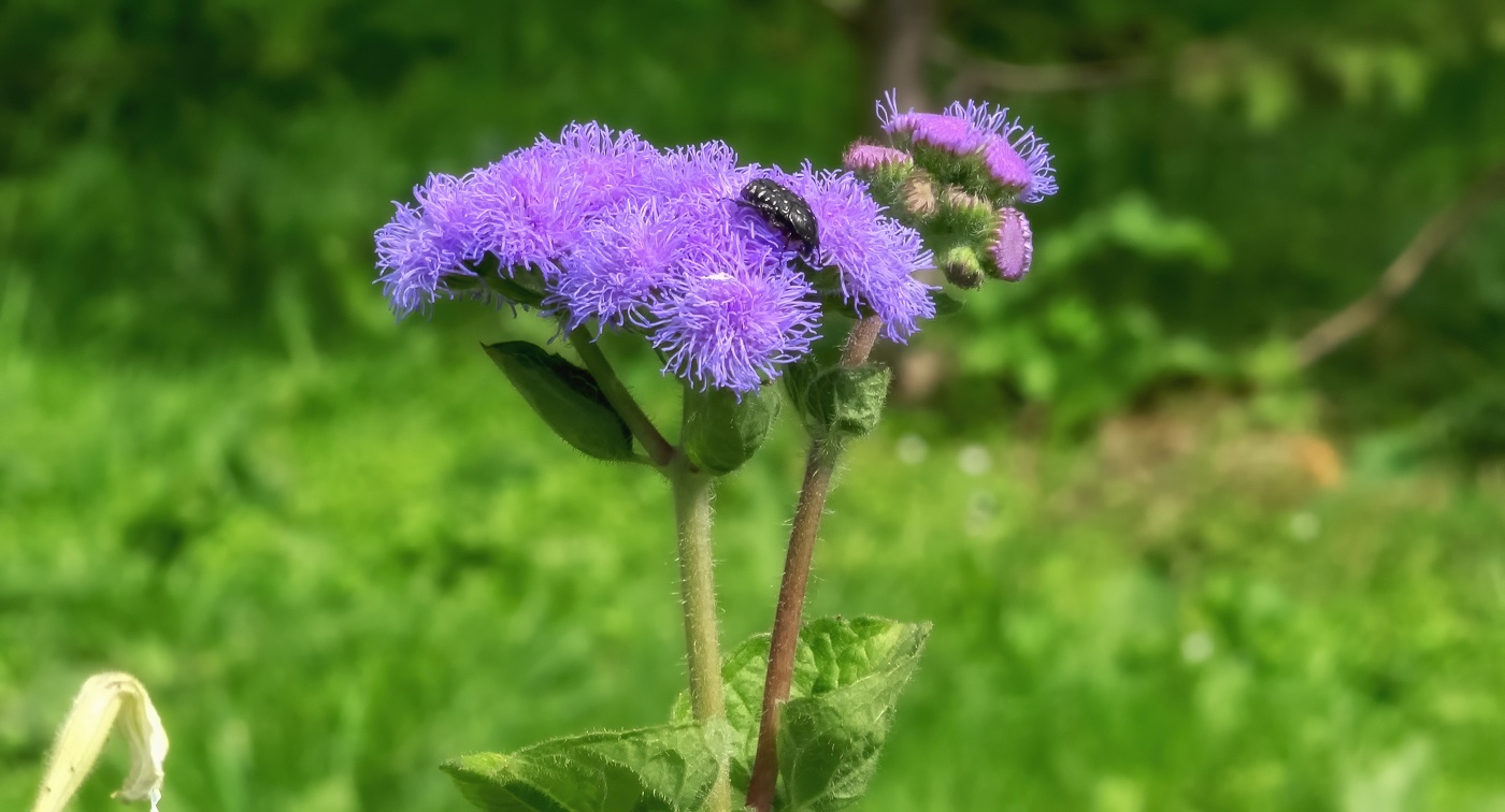 Из жизни насекомых