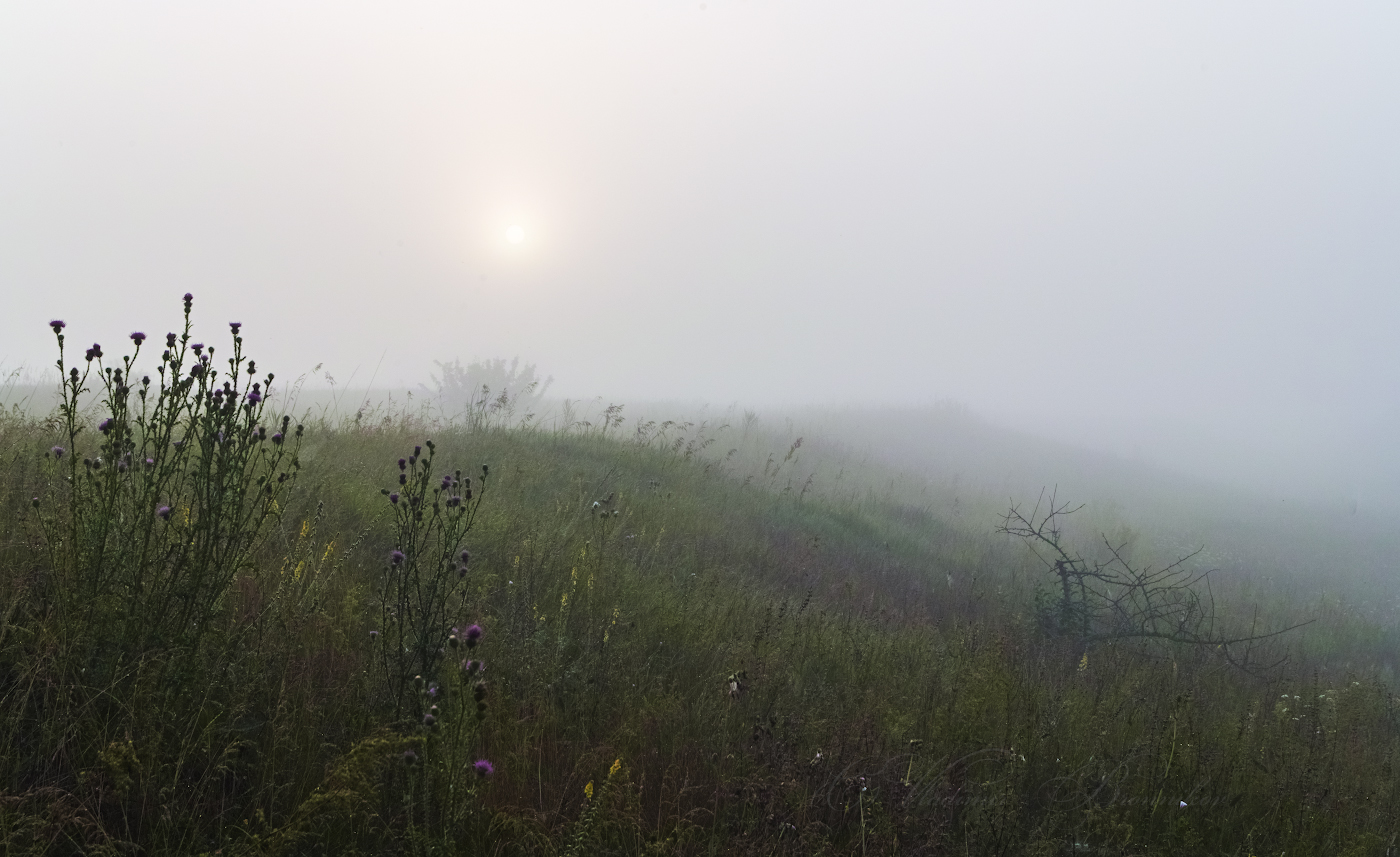 Луговой рассвет