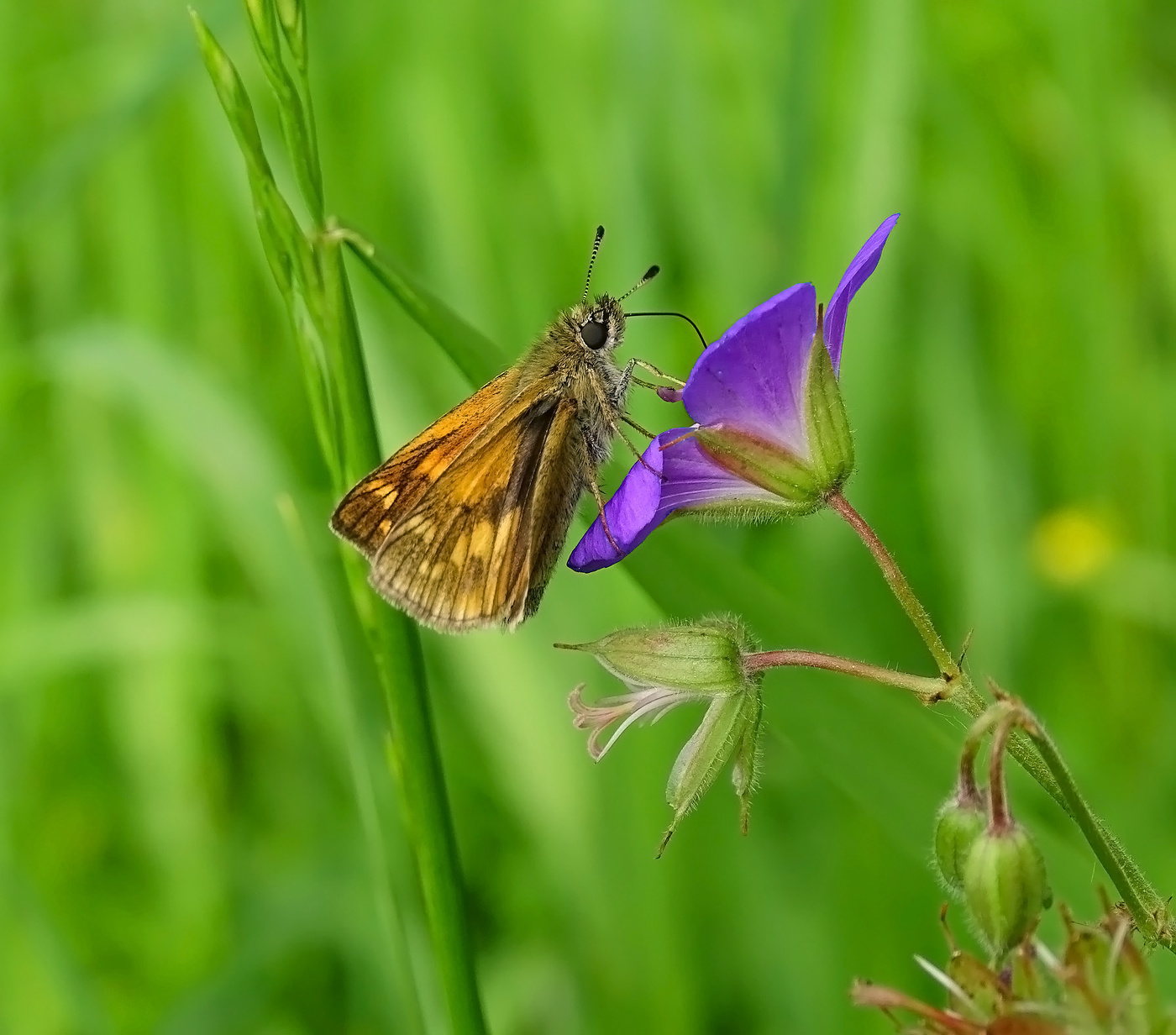 Толстоголовка