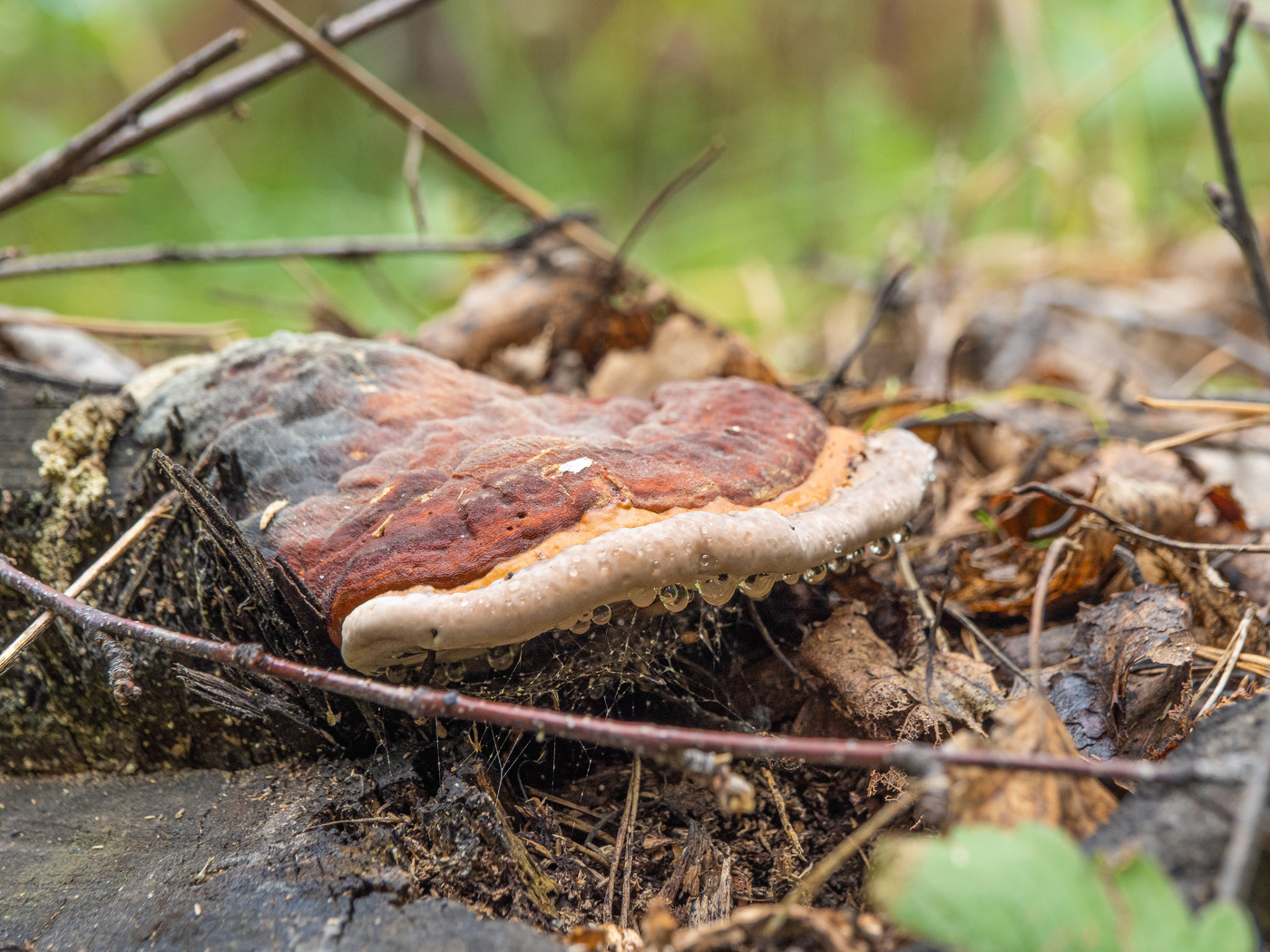 Лесной житель