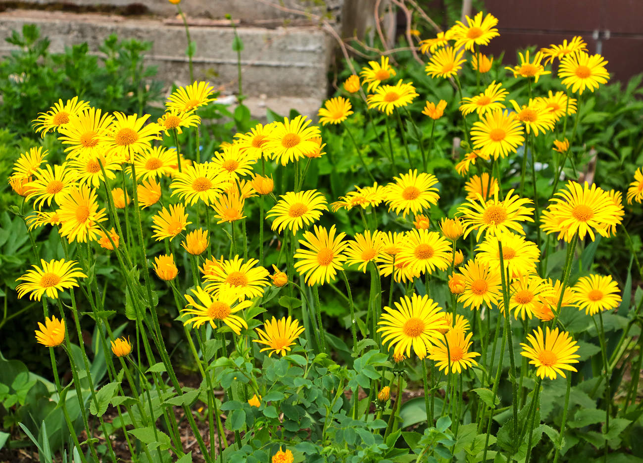 Летняя солнечная красота