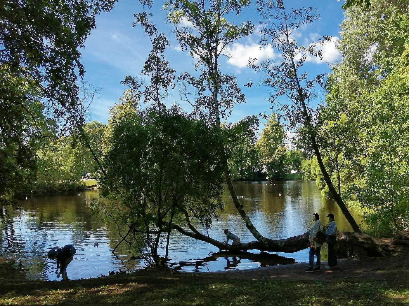 Дерево над прудом