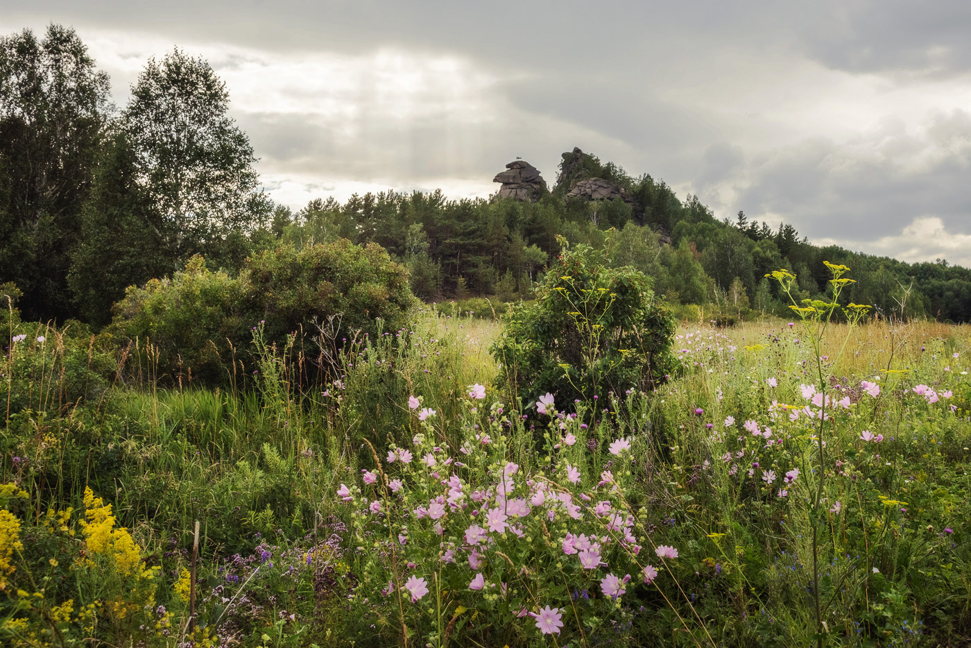 Смотритель поляны
