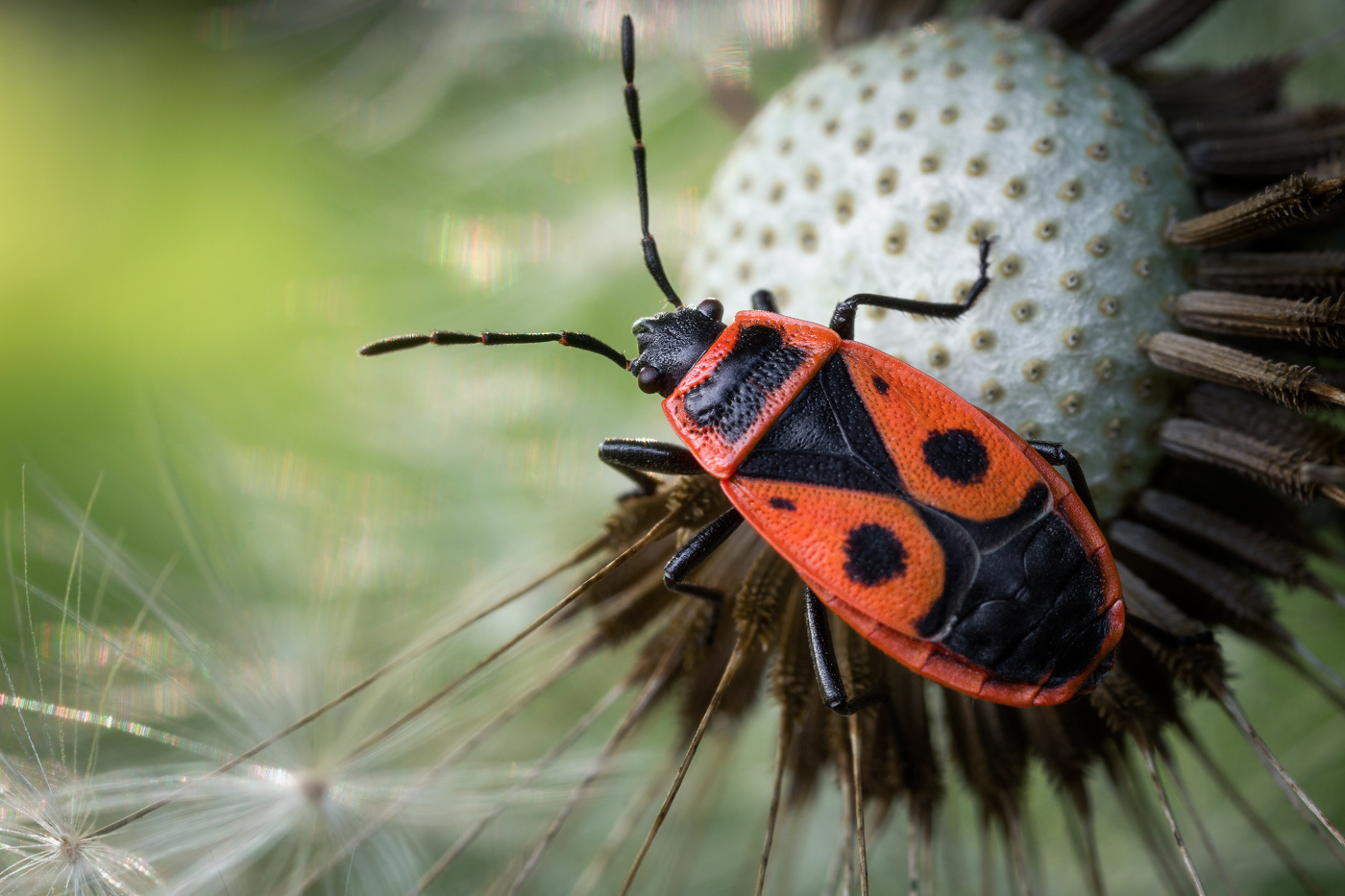 Клоп-солдатик (Pyrrhocoris apterus)