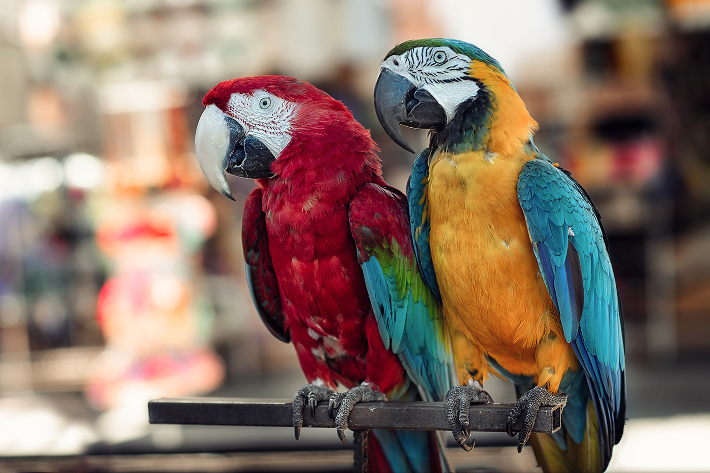 Голубчики..)