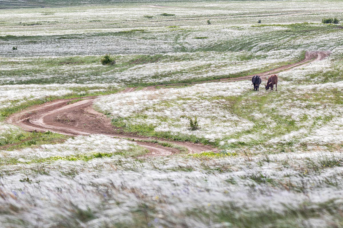 Ковыль и две коровы