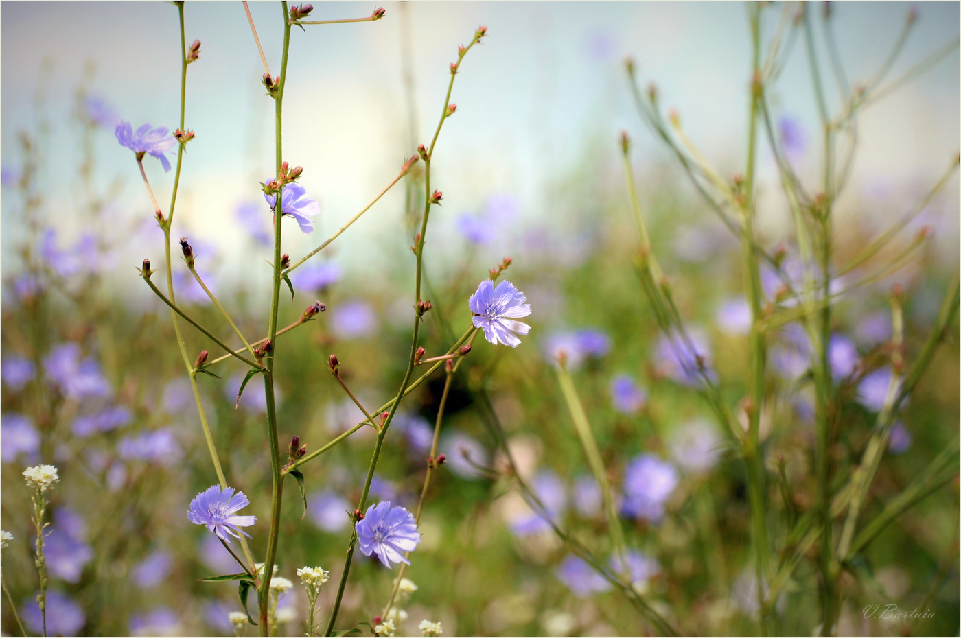 Звенящее лето