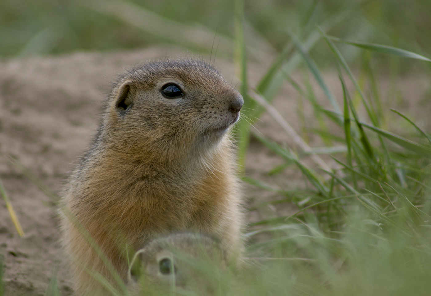 Глава семейства