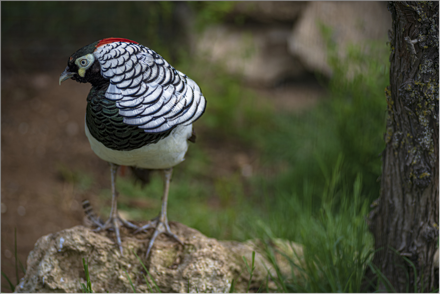 Фазан алмазный