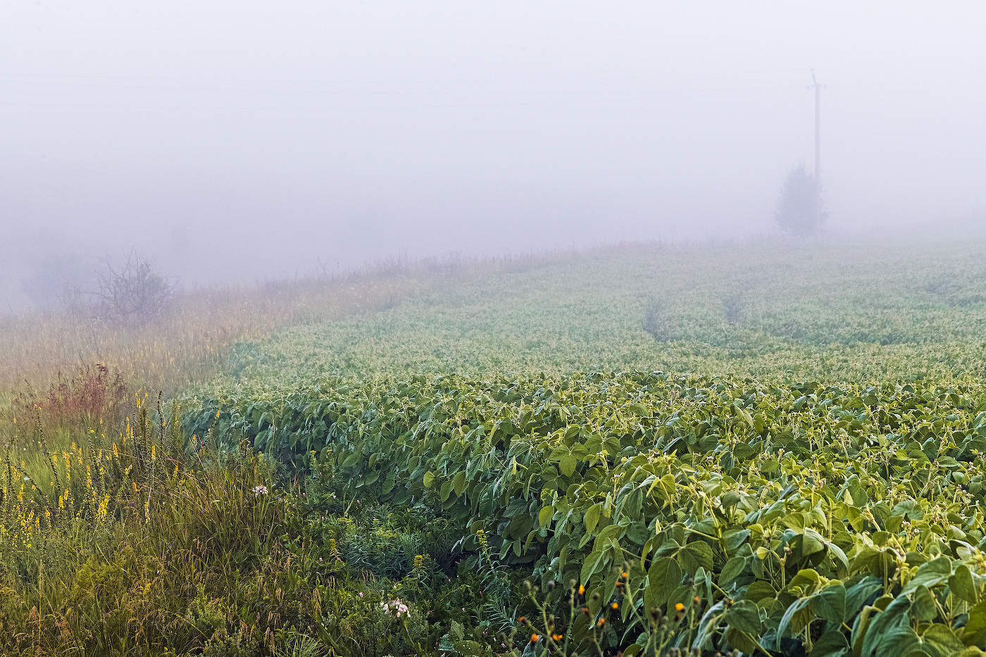 Туманным утром