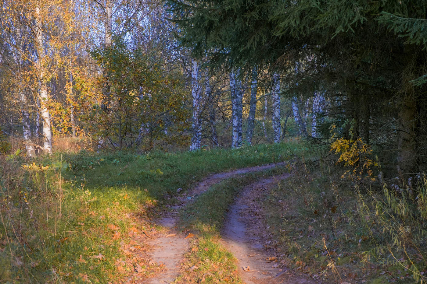 В осеннем лесу.