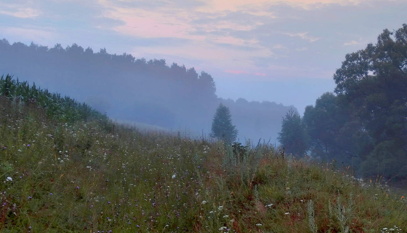 На склоне кукурузного поля