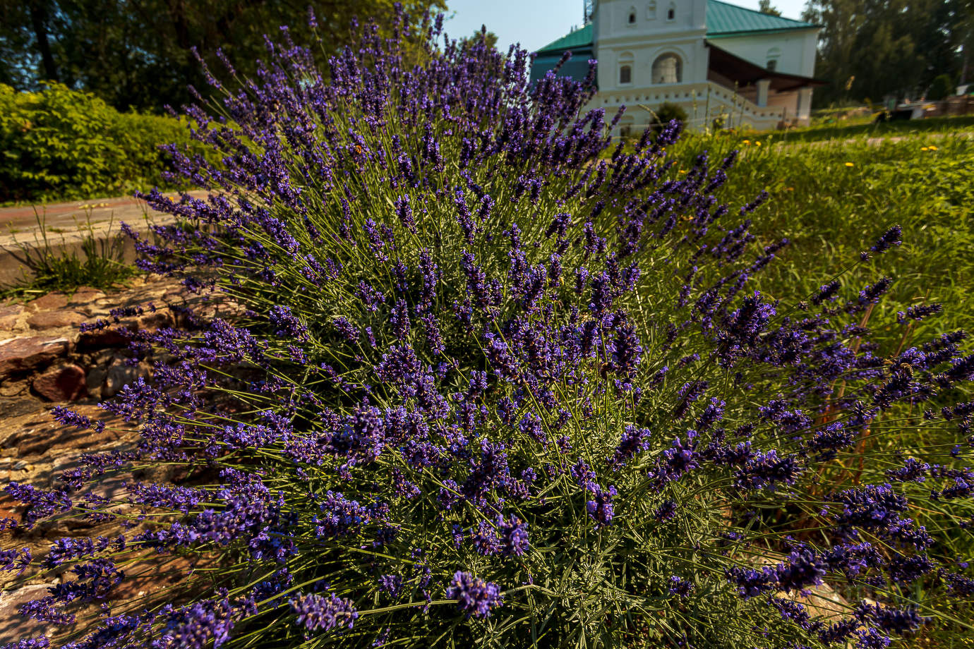 любимые цветочки
