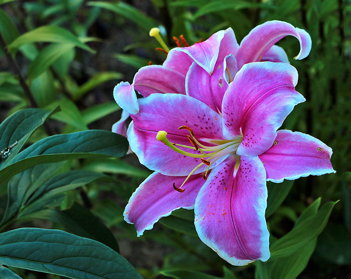 Время лилий