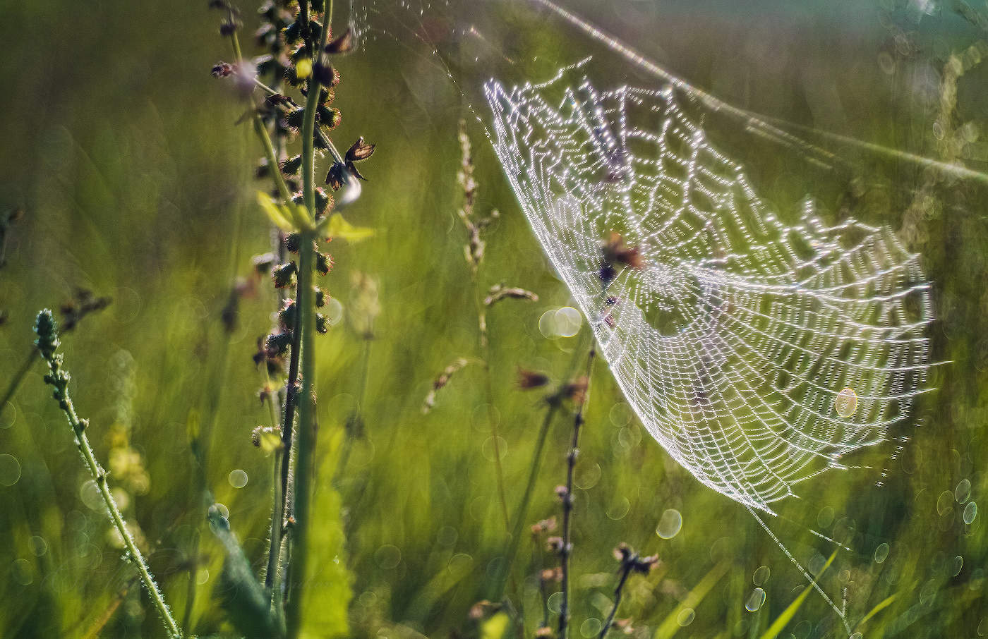 Летние узоры