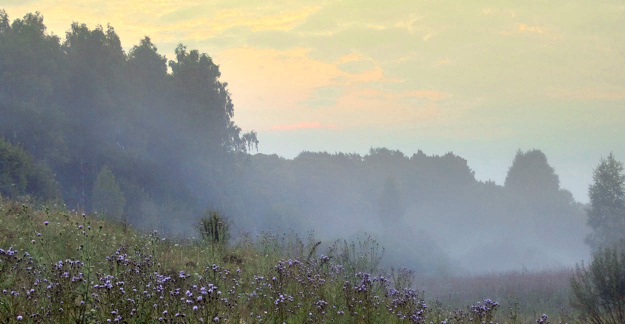 Туман перед восходом на склоне