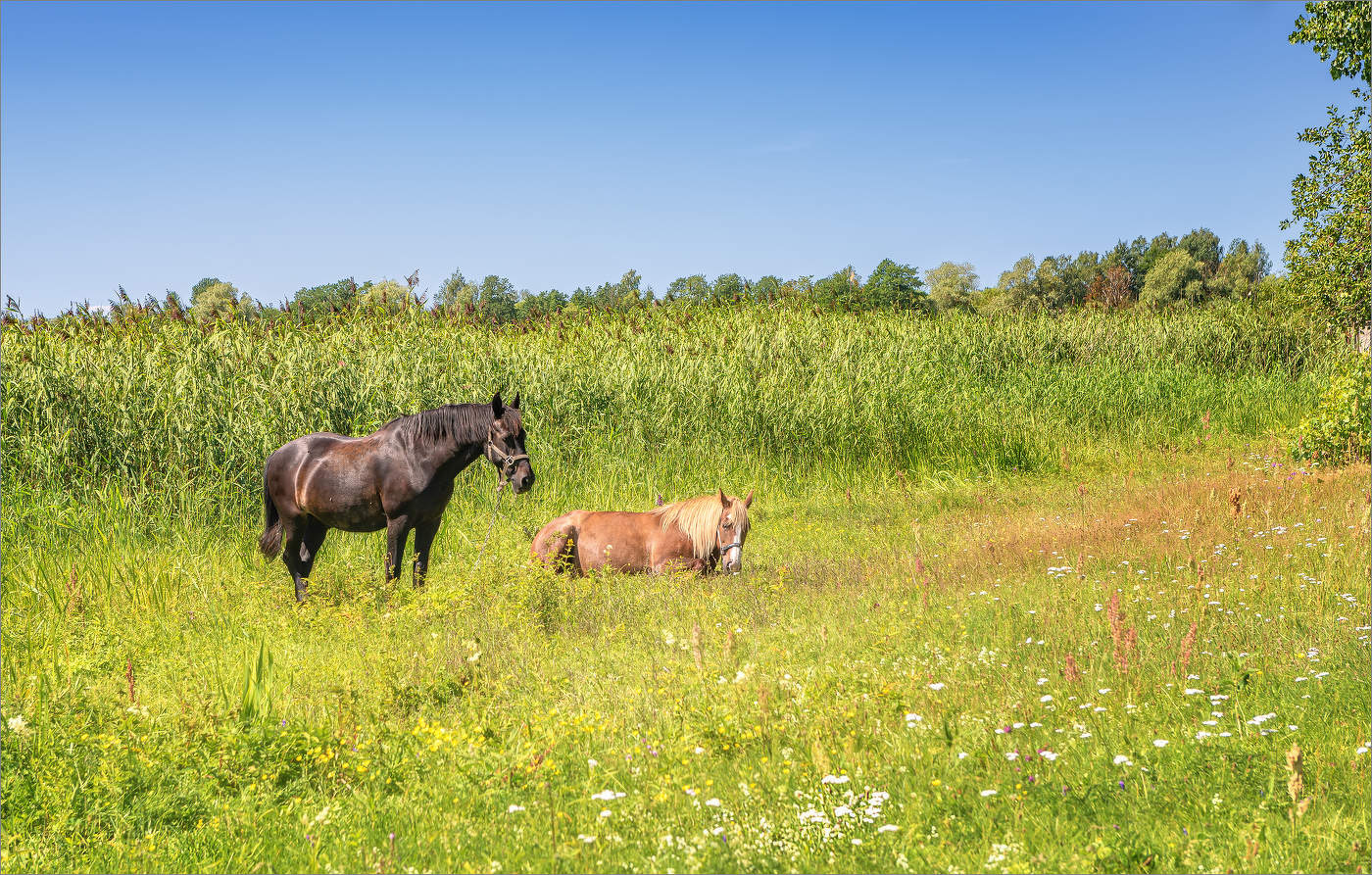 В полуденный зной