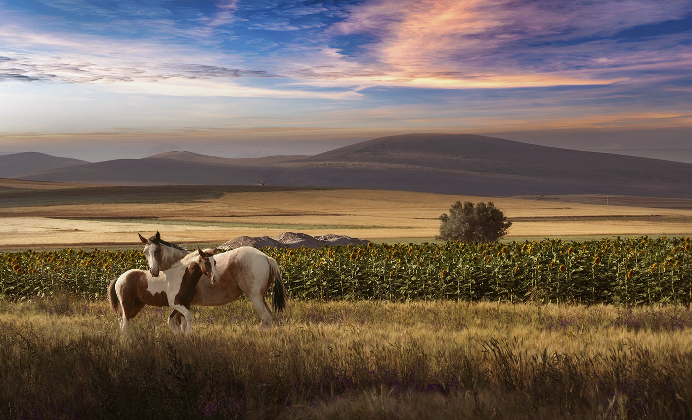 У подсолнухов