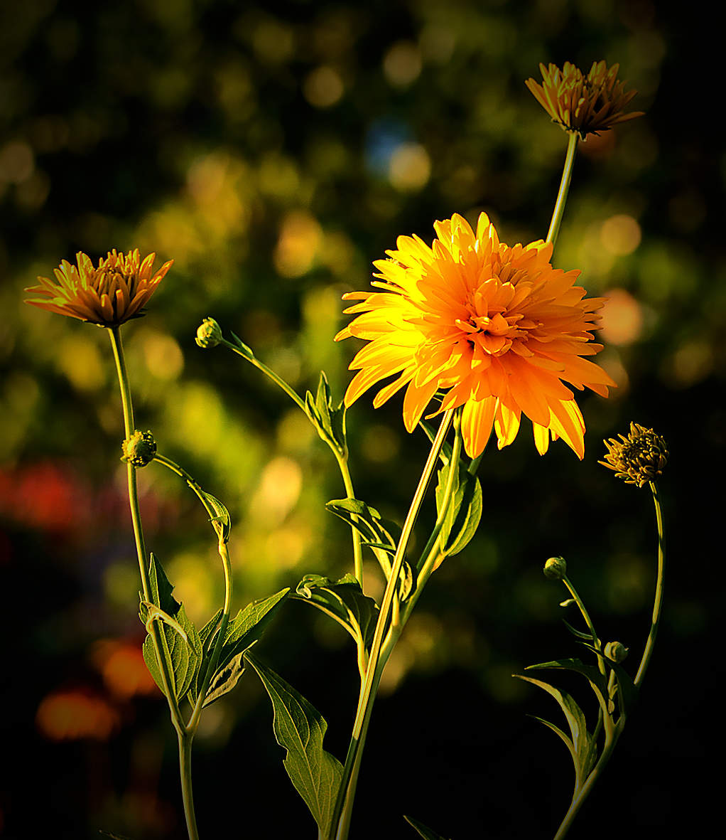 Подсвеченный закатным солнцем