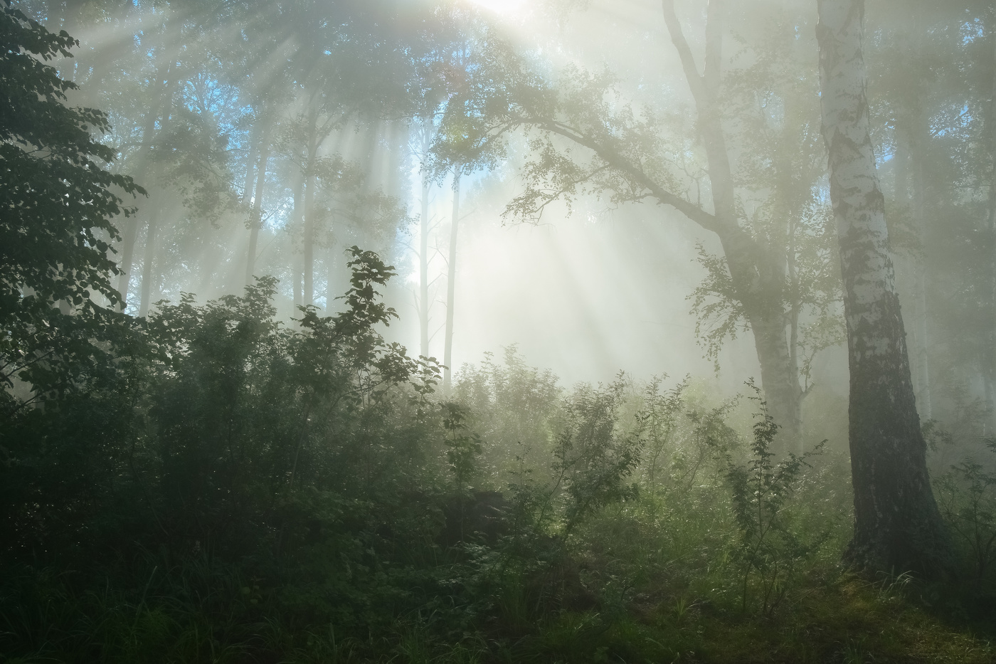 Туманное утро в лесу