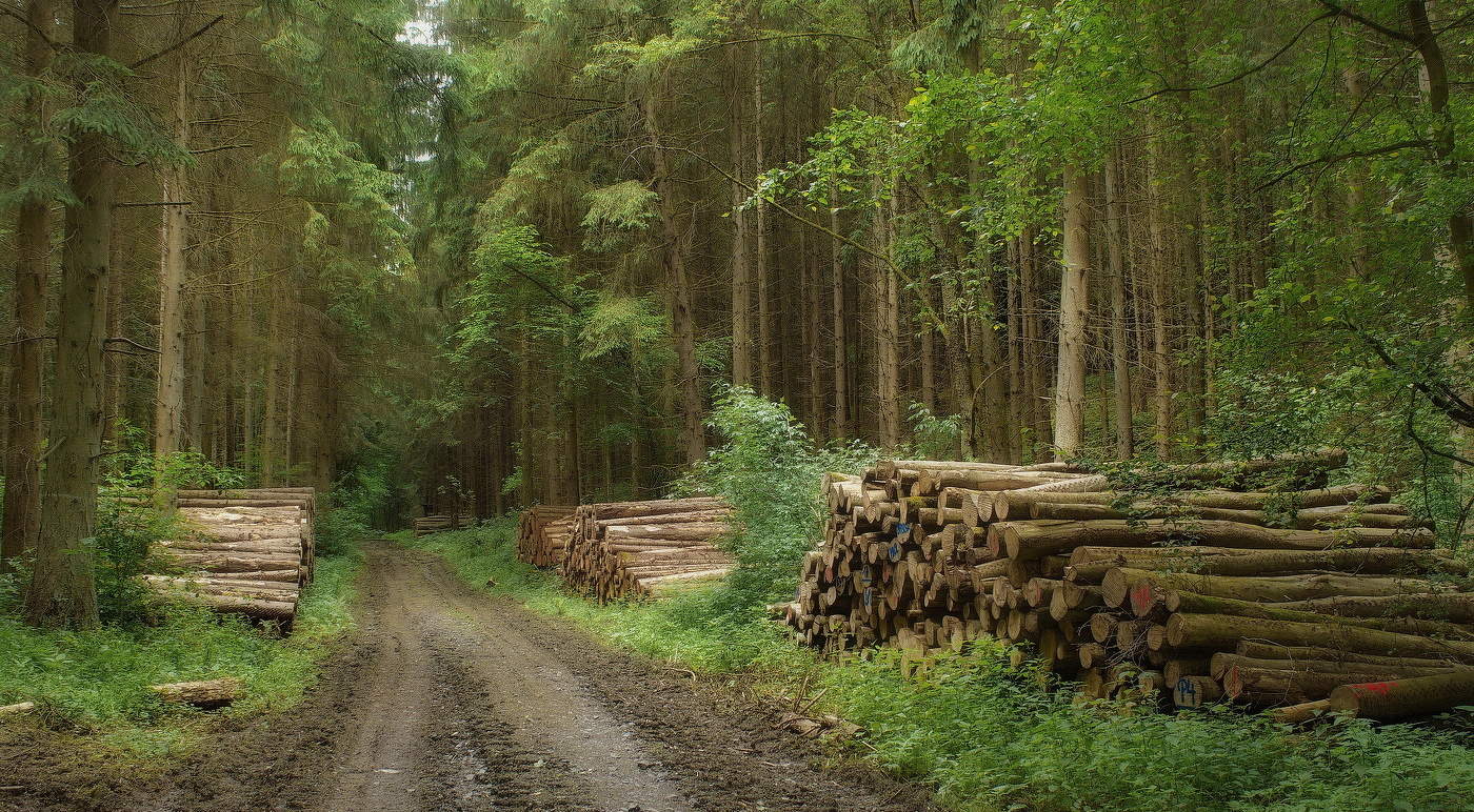 Der Beginn des Sommers