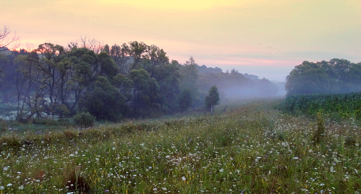 Нежность утра туманного