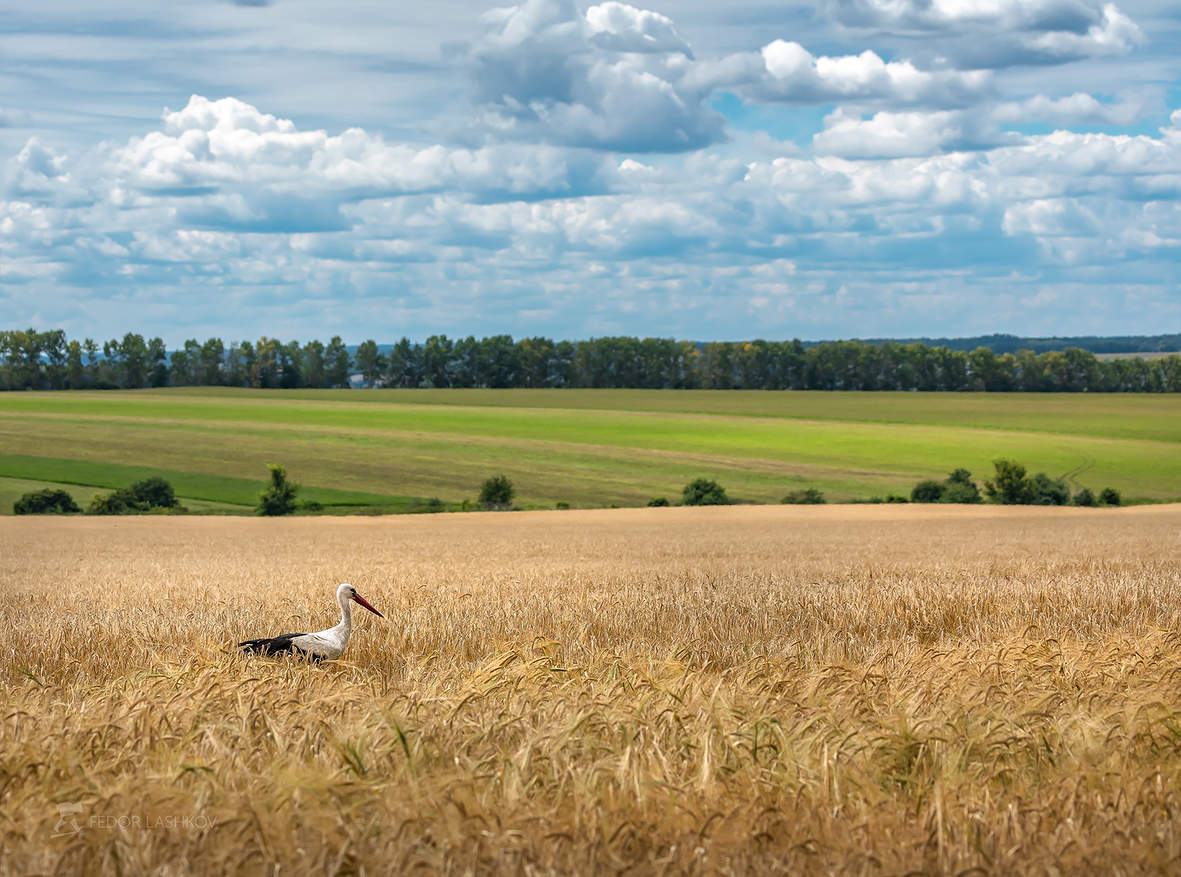 В пшеничном поле