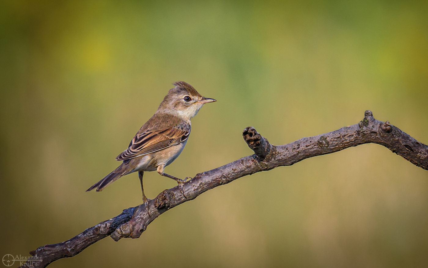 Серая славка