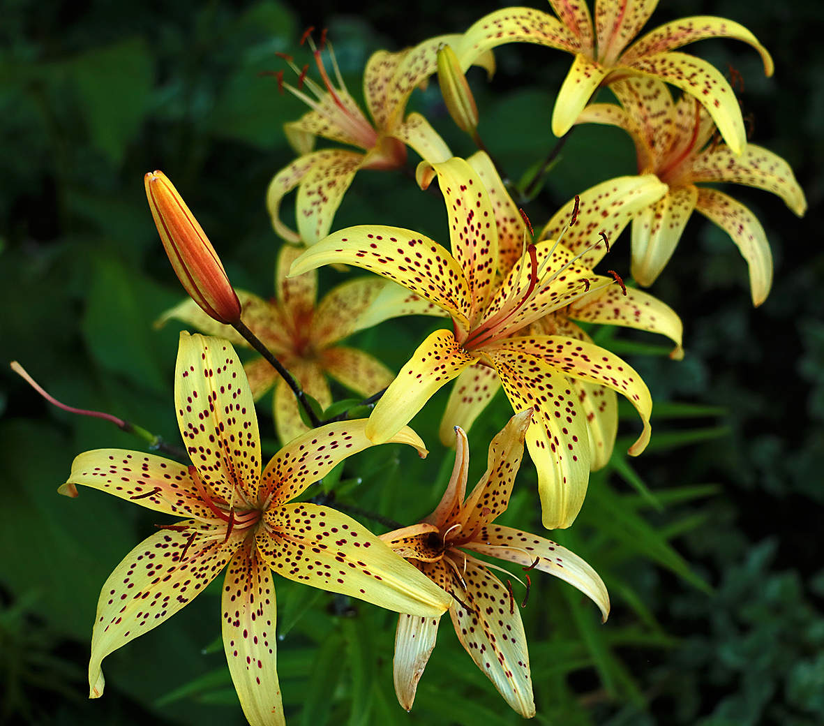 Леопардовые красавицы